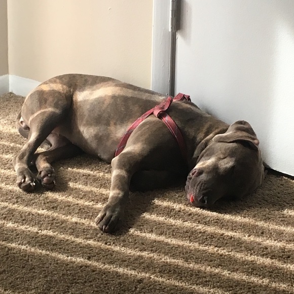 Meet your Posher, Pamela - Picture 1 of 1